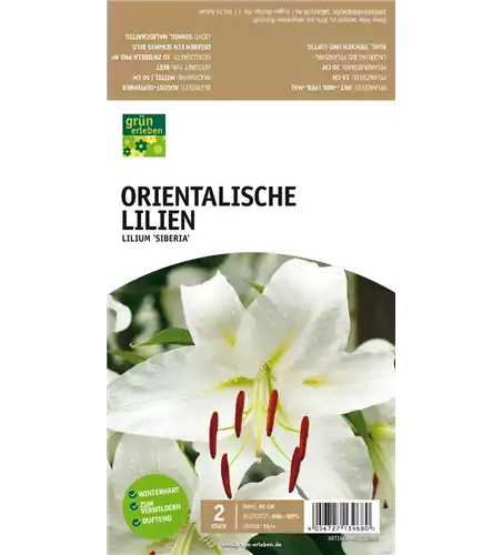 Orientalische Lilien