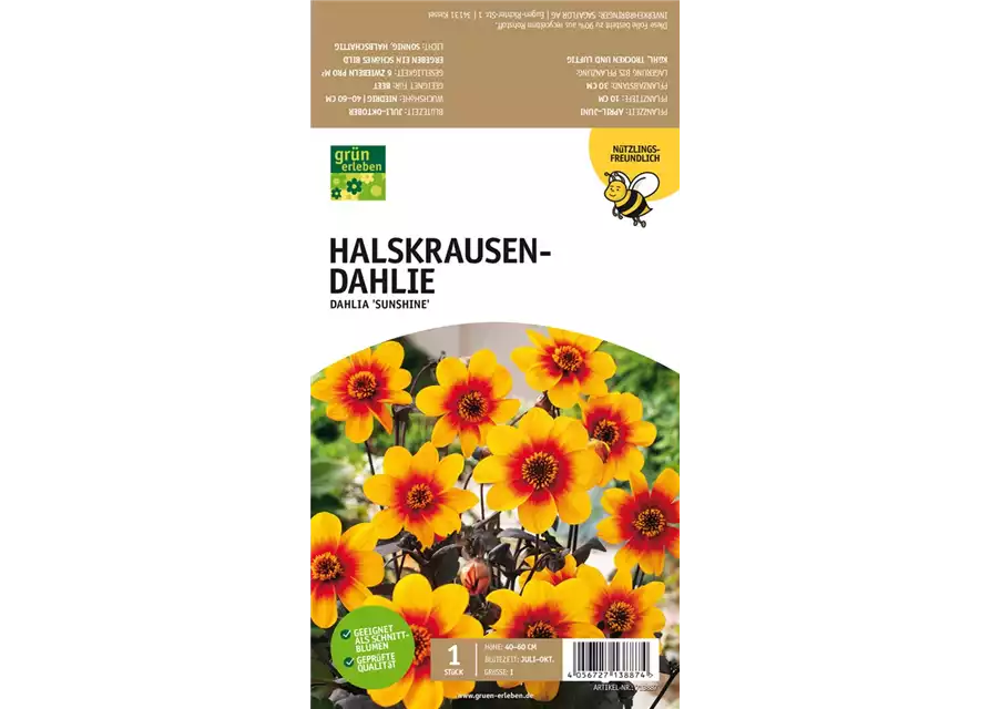 Halskrausen-Dahlie