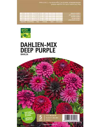 Dahlien-Mix Deep Purple