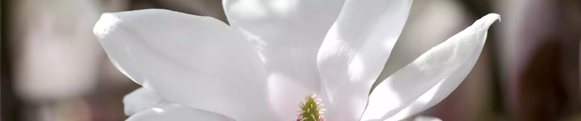 Magnolia x soulangiana 'San Jose'