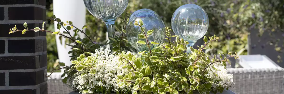Bepflanzter Kübel mit Rosenkugeln