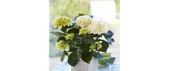 PFLANZE DES MONATS MÄRZ: ZIMMER-HORTENSIE