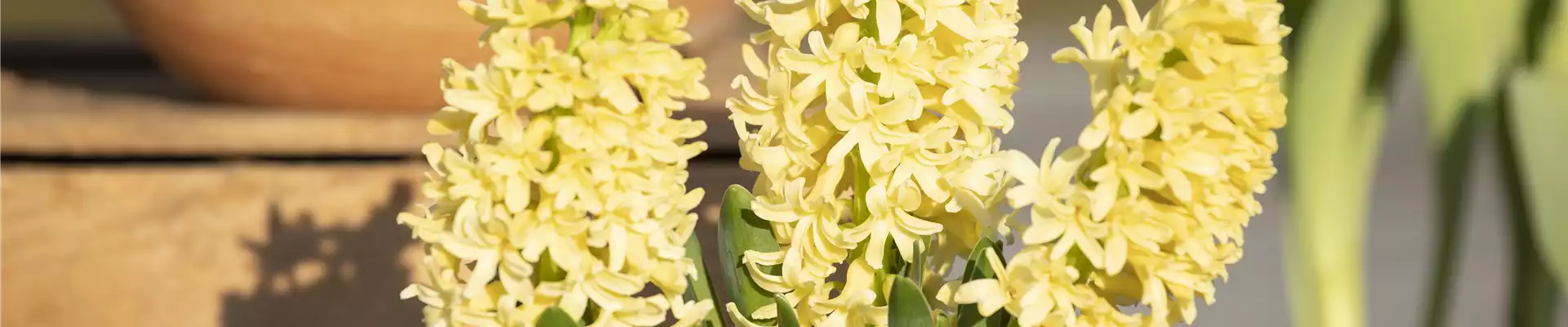 Hyacinthus orientalis 'Gipsy Princess'