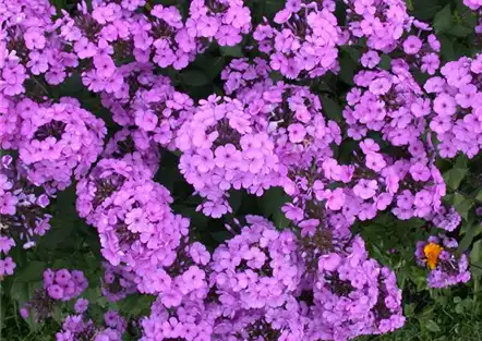 Polsterphlox