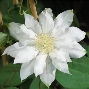 CLEMATIS! CLEMATIS!