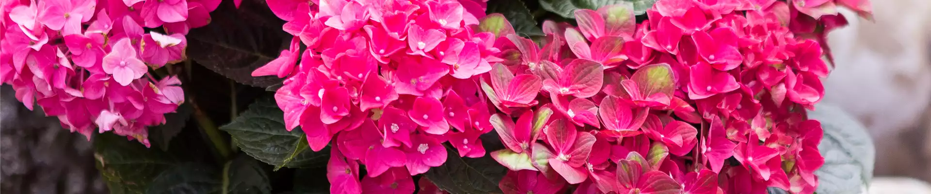 Hydrangea macrophylla, rot