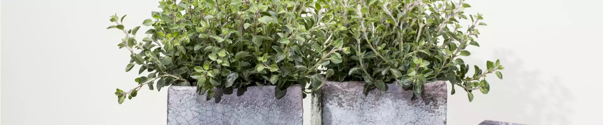 Origanum vulgare