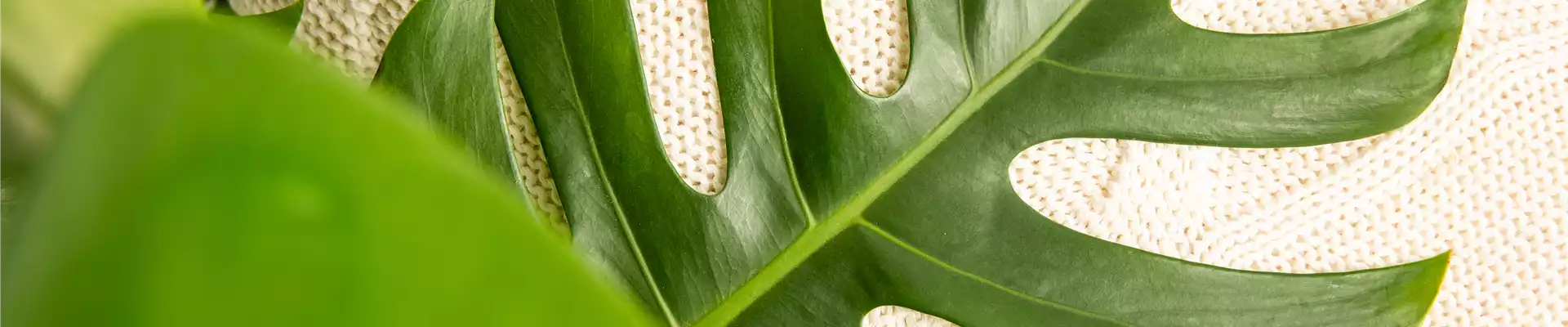Monstera deliciosa