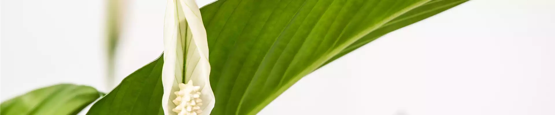 Spathiphyllum floribundum, weiß