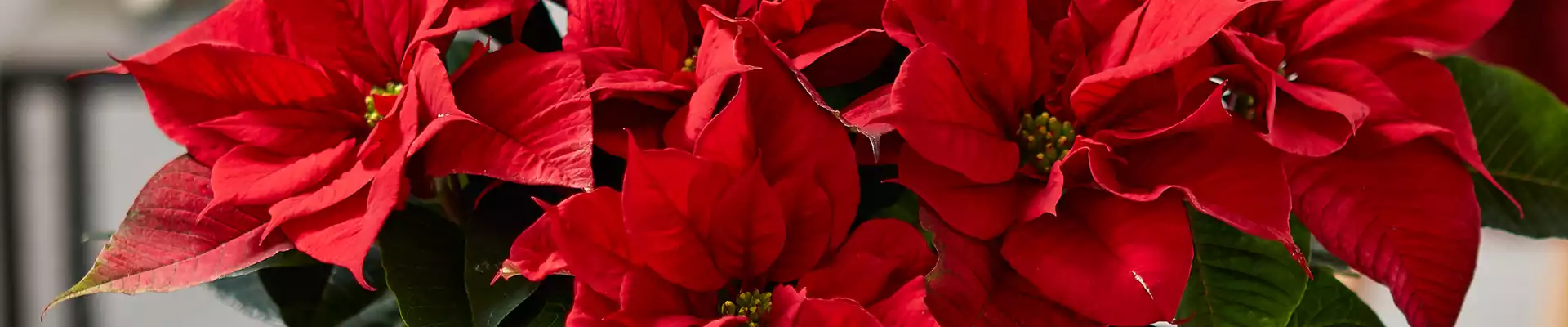 WIE GEHT... WEIHNACHTSSTERN PFLEGEN?