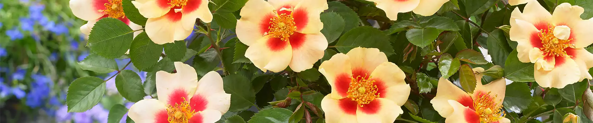 INSEKTENFREUNDLICHER ROSENGARTEN!