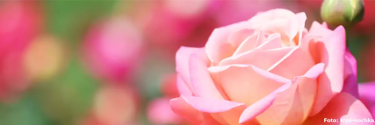 ROSEN FüR DIE LIEBSTE