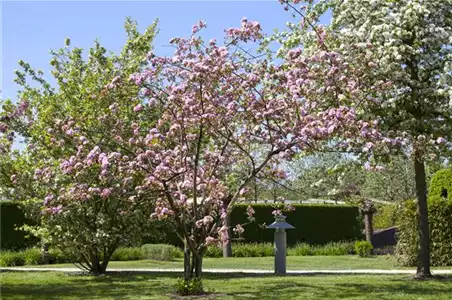 OBSTGEHöLZE RICHTIG SCHNEIDEN