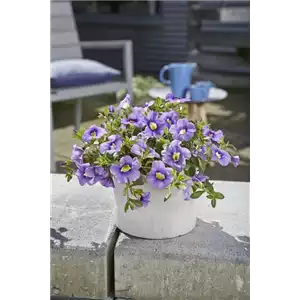 PFLANZE DES MONATS MAI: ZAUBERGLÖCKCHEN