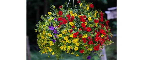 PFLANZE DES MONATS MAI: ZAUBERGLÖCKCHEN