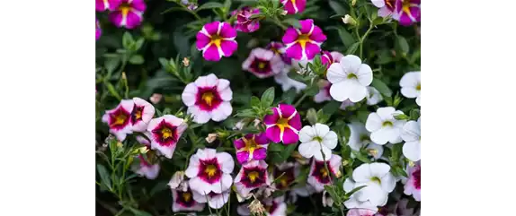 PFLANZE DES MONATS MAI: ZAUBERGLÖCKCHEN