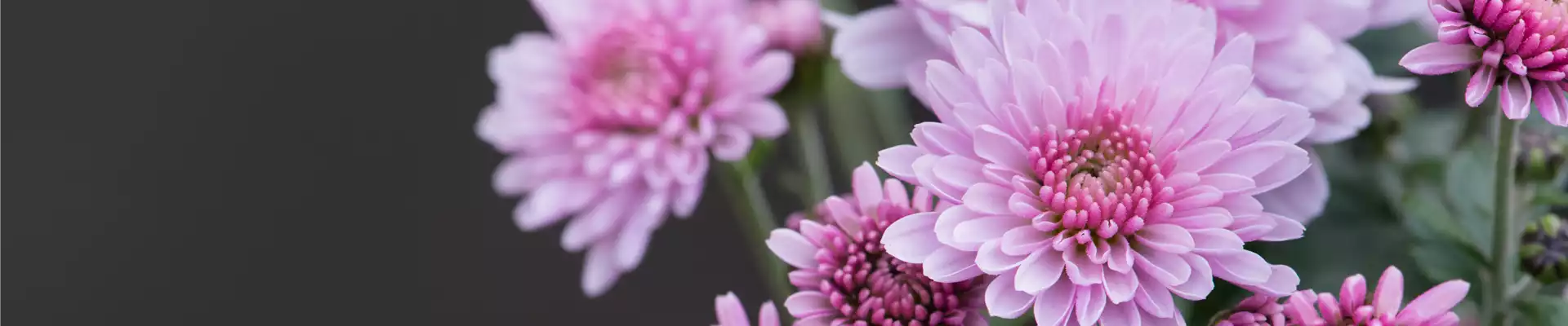 CHRYSANTHEME