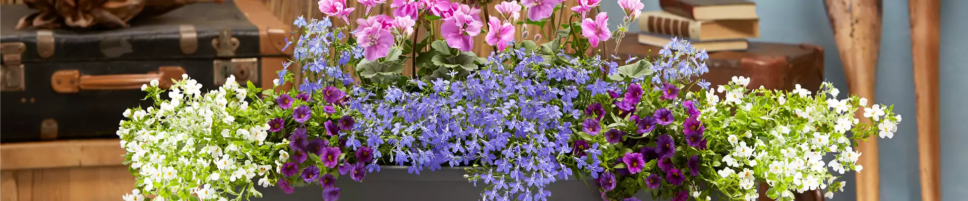 DIE SCHÖNSTEN BALKONKÄSTEN!