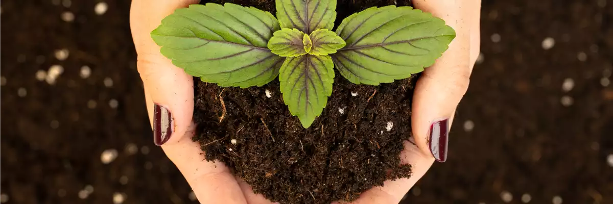 Anzucht- und Kräutererde