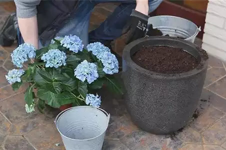 Hortensien - Einpflanzen in ein Gefäß