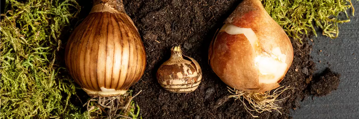 Verschiedene Blumenzwiebeln