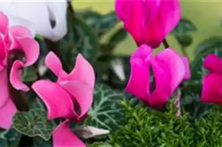 Alpenveilchen
