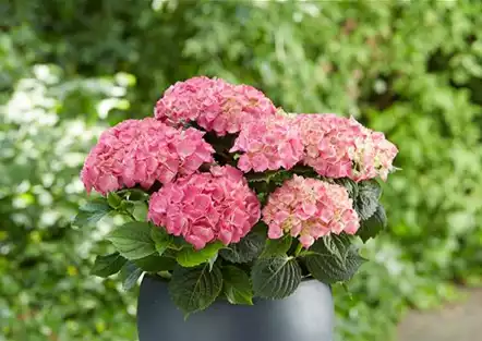 Hortensie