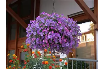 BLAU-VIOLETTE PFLANZIDEEN