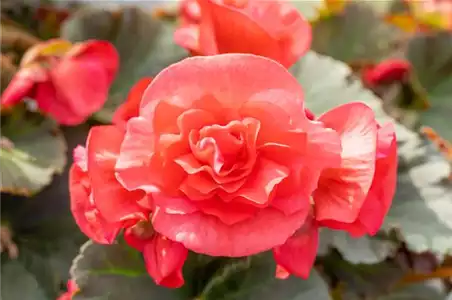 EINE BLUME SAGT MEHR ALS 1000 WORTE