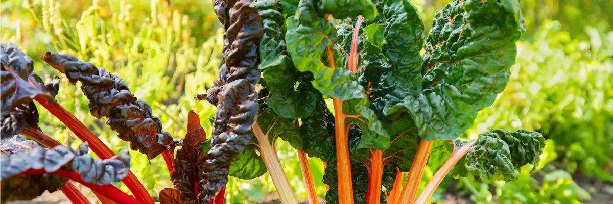 Beta vulgaris var. cicla