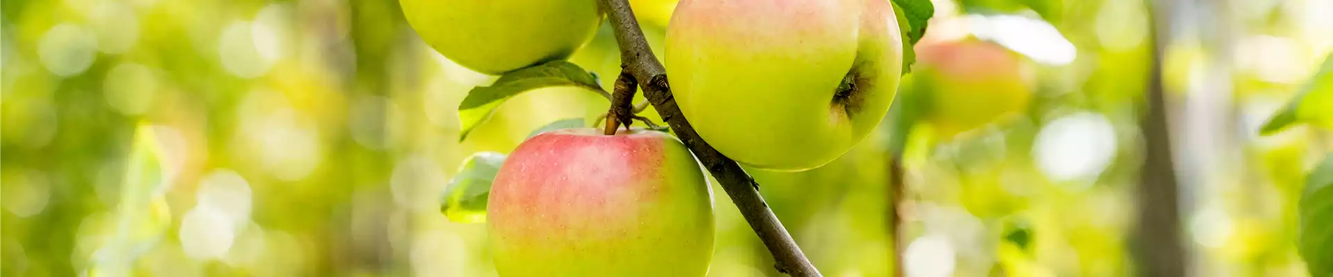 Apfel