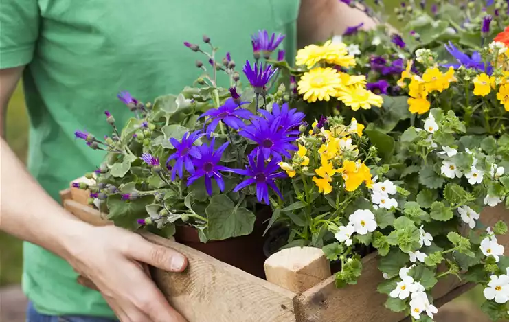 Sommerblumen Mix