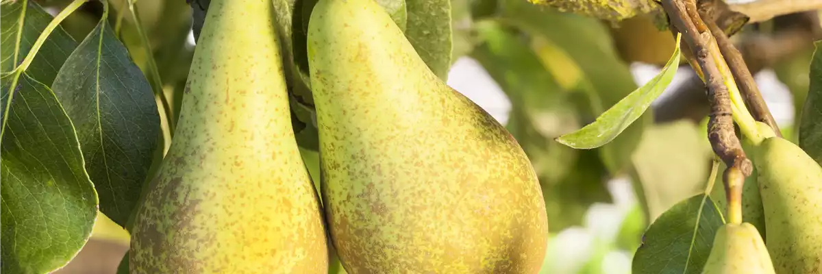 Pyrus communis 'Conference'