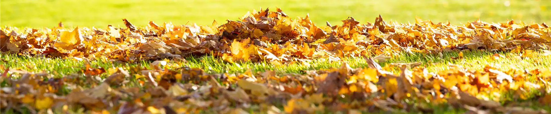 Herbst - Laub auf Rasen