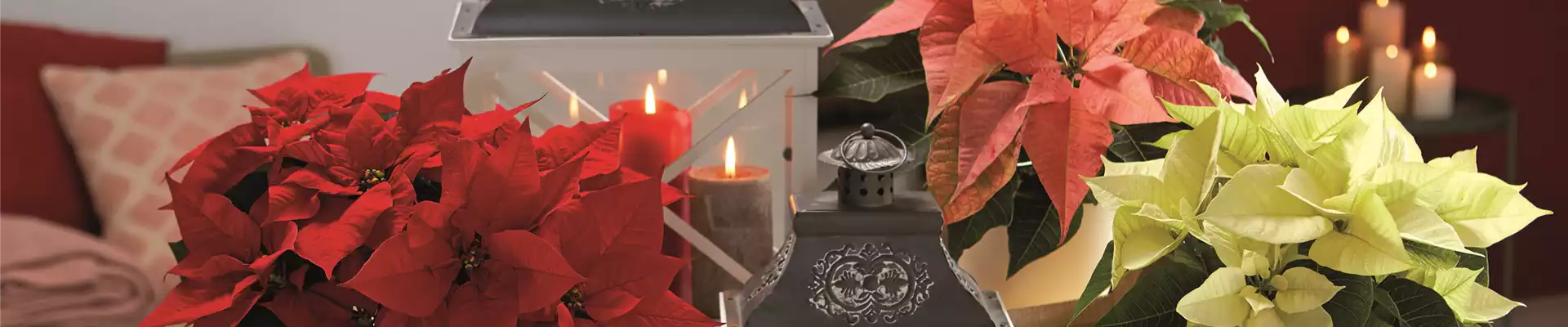 WEIHNACHTSFREUDE üBERALL!