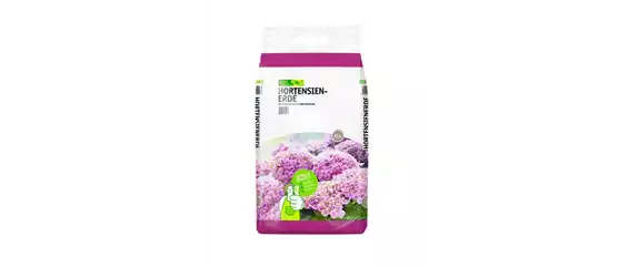 PFLANZE DES MONATS MÄRZ: ZIMMER-HORTENSIE