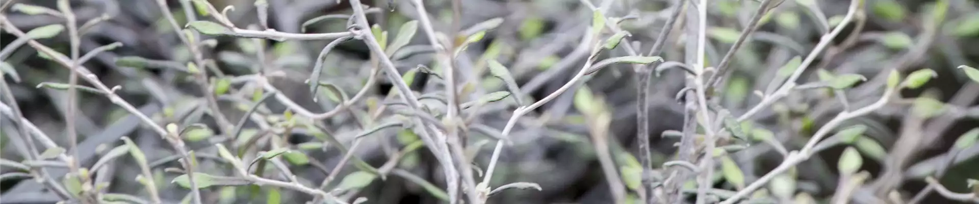 Corokia cotoneaster