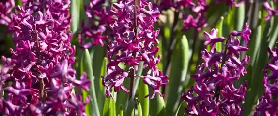 DER FRüHLING WIRD BUNT DER FRüHLING WIRD BUNT