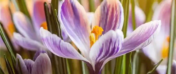 DER FRüHLING WIRD BUNT DER FRüHLING WIRD BUNT