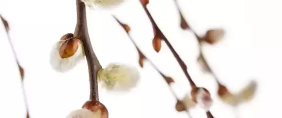 DER FRüHLING WIRD BUNT DER FRüHLING WIRD BUNT