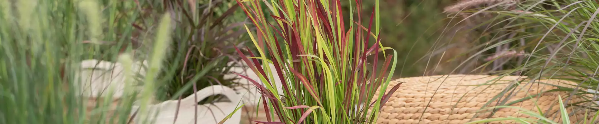 Imperata cylindrica 'Red Baron'