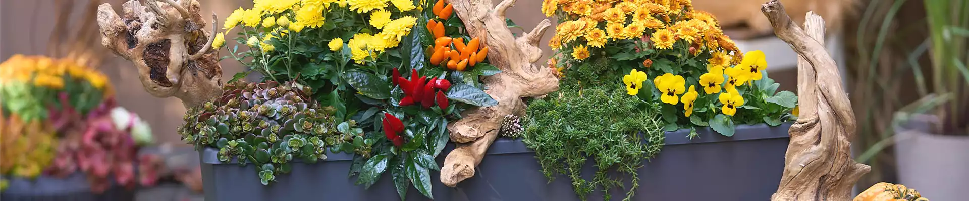 DER HERBST IM KASTEN!