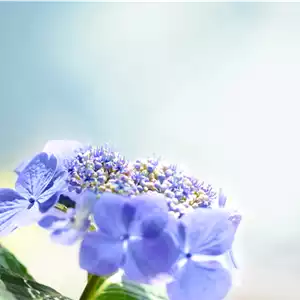 Hortensie
