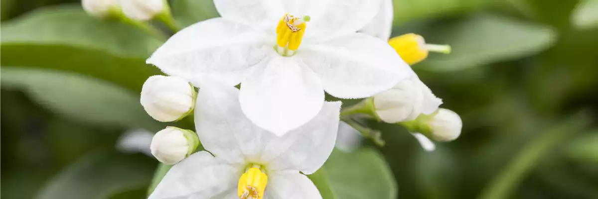 Solanum jasminoides