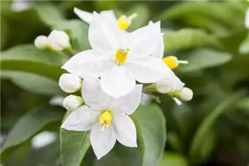 DER SOMMERJASMIN!