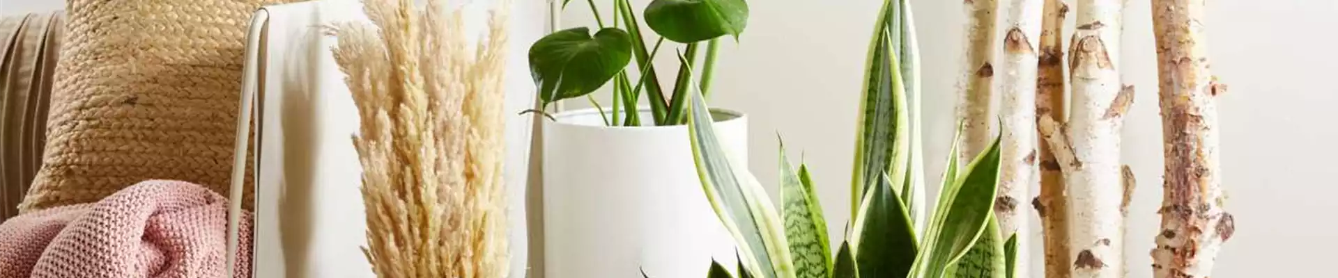 PFLEGELEICHTE ZIMMERPFLANZEN!