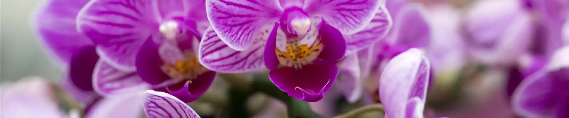 Phalaenopsis 'Sogo Popcorn'