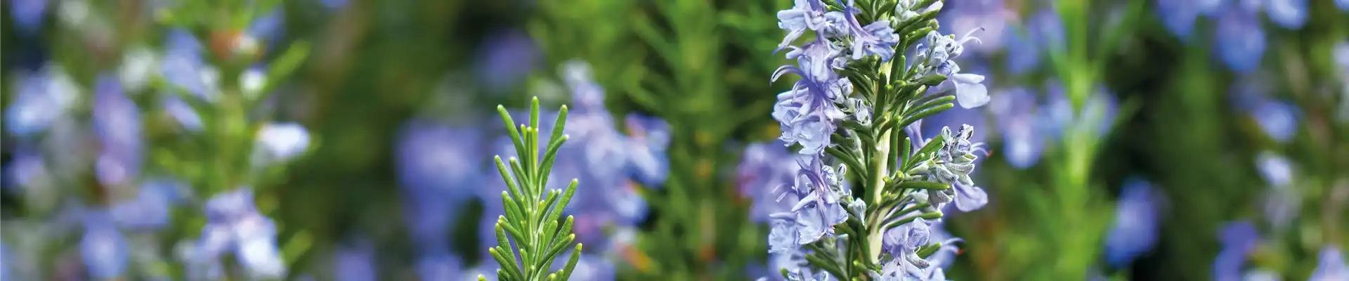 PFLANZE DER WOCHE: ROSMARIN