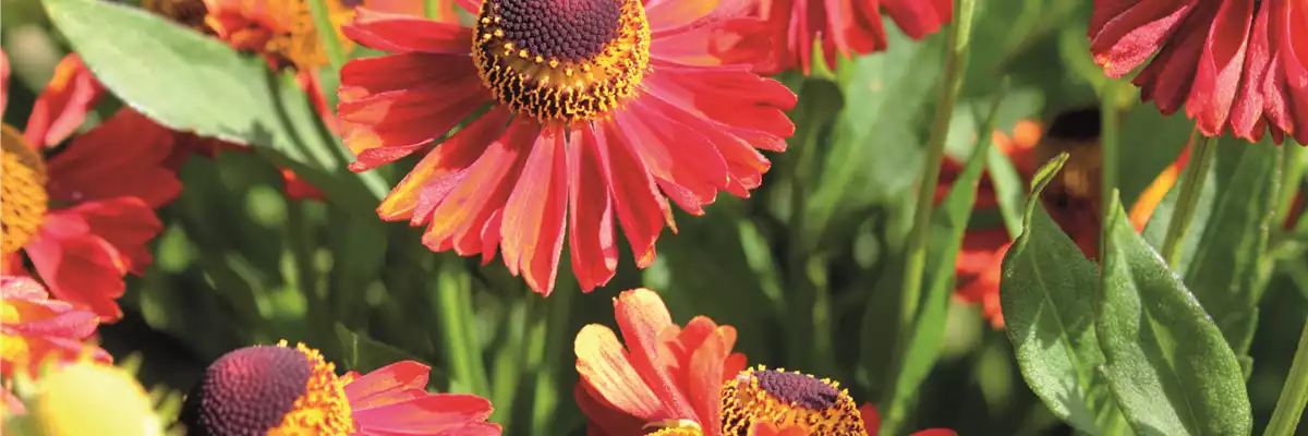 PFLANZE DES MONATS SEPTEMBER: SONNENBRAUT