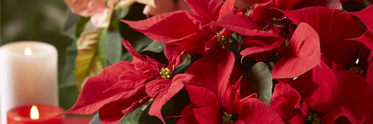 BLüHENDE GESCHENKIDEEN!